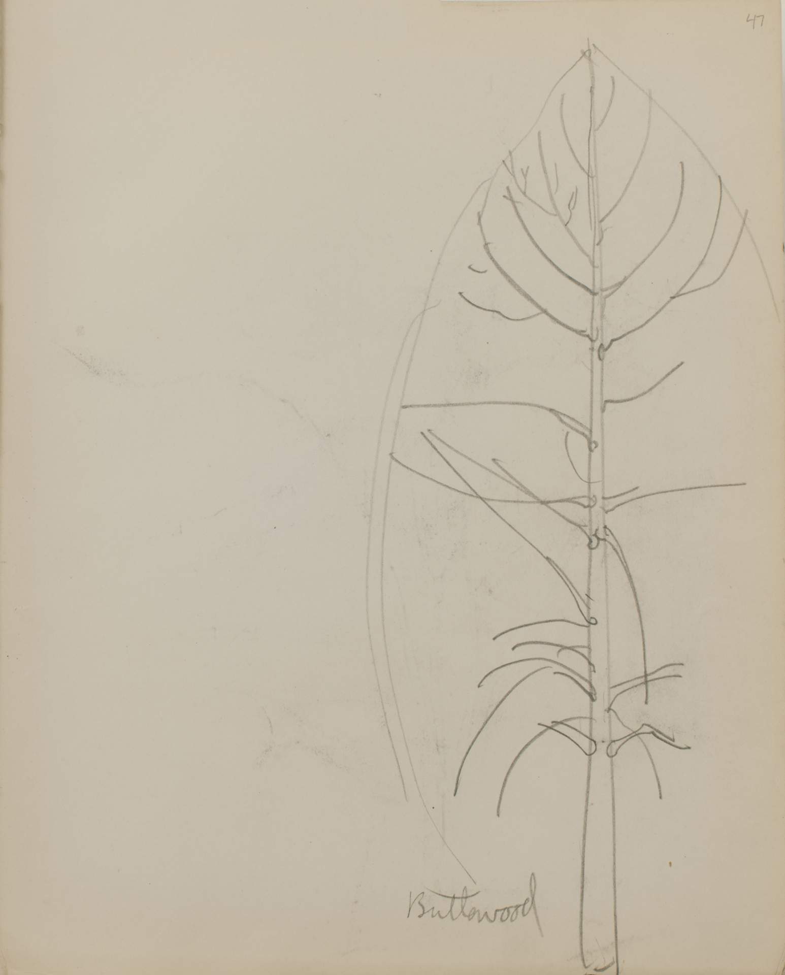 Untitled (sketch of buttonwood tree)