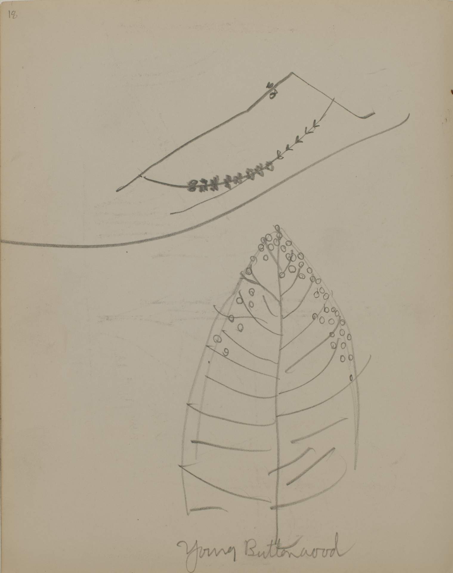 Untitled (sketch of a young buttonwood tree)