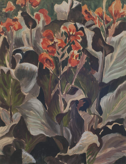 Cannas
