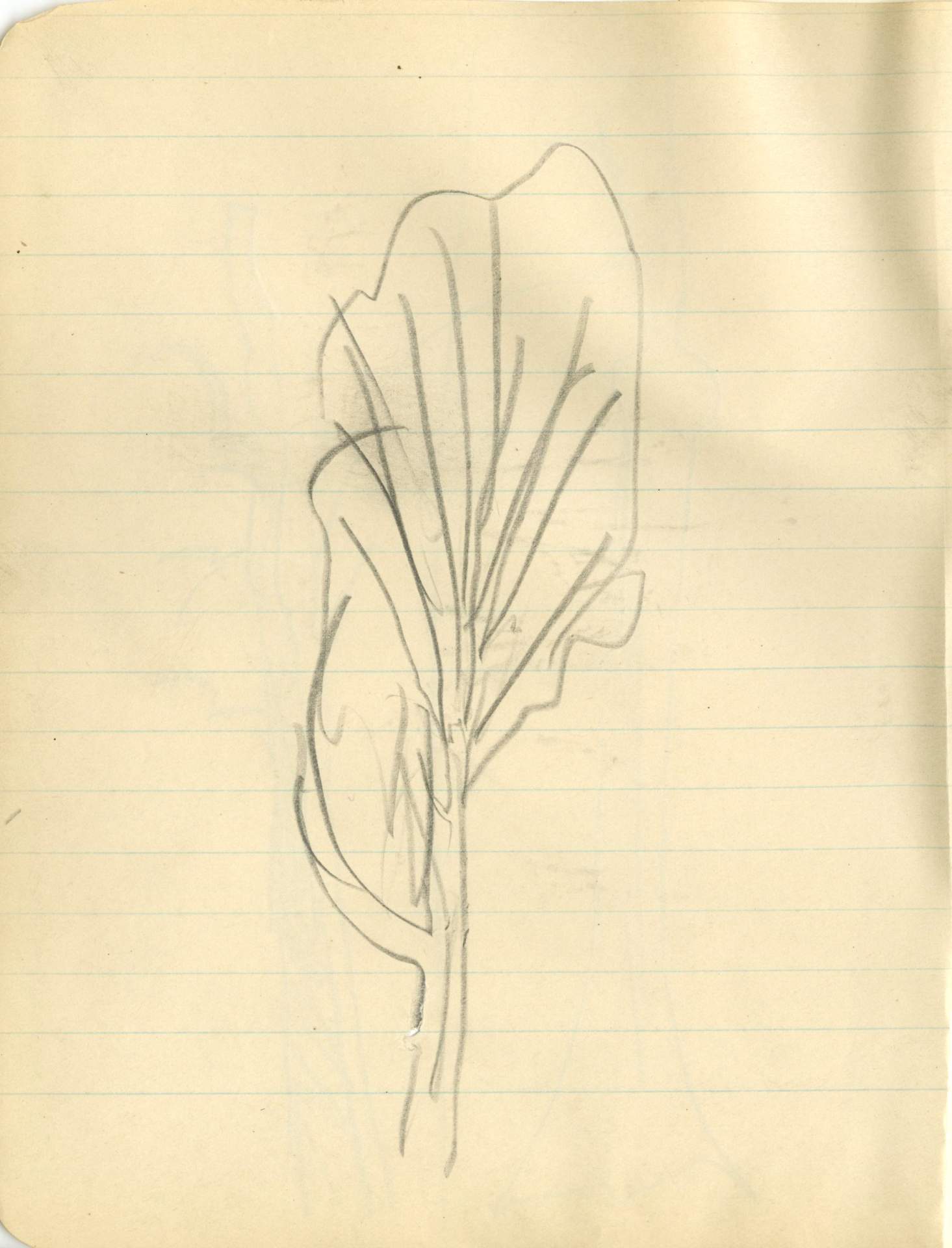 Sketch with branches and outline of leaves