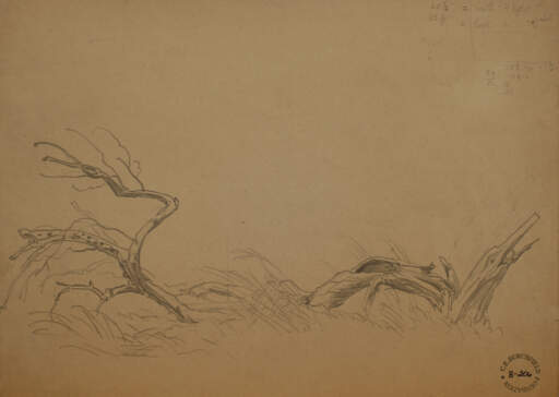 Fallen Tree