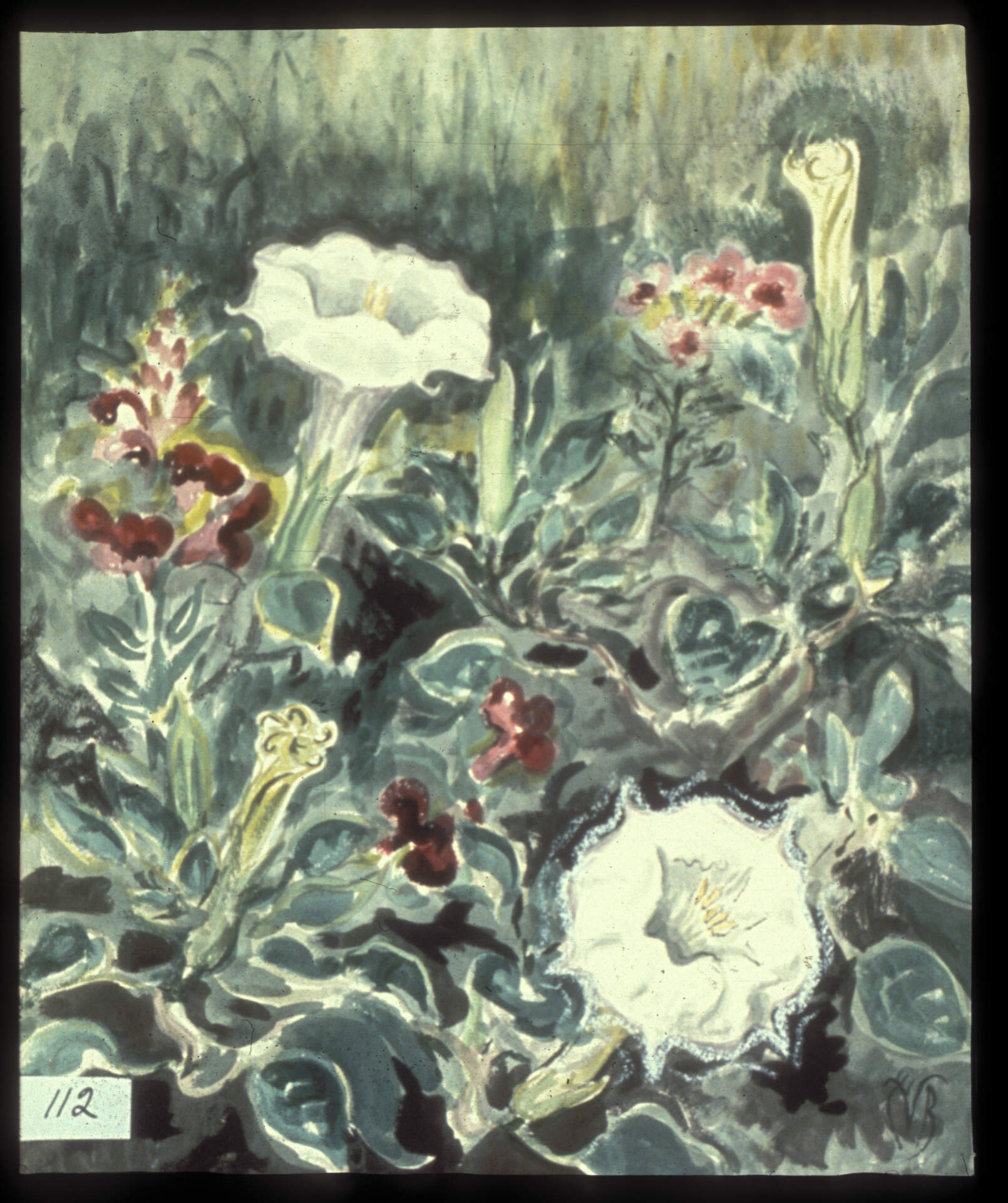 Datura and Snapdragon