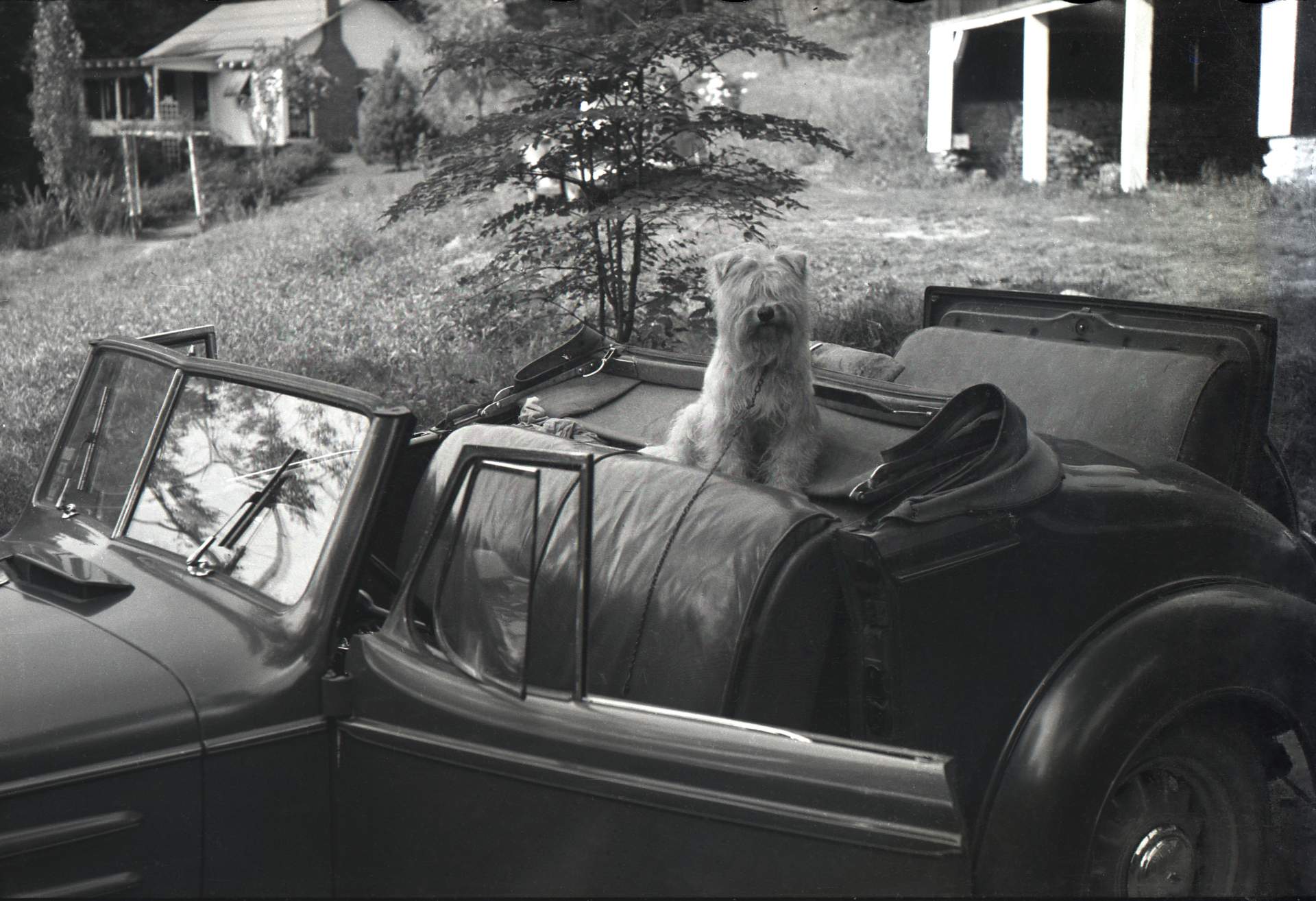 Untitled photographic negative (Dog in automobile)