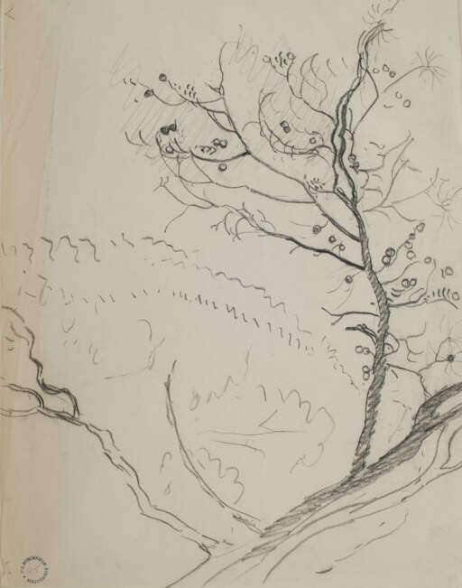 Tree Branch Fruit of Nut