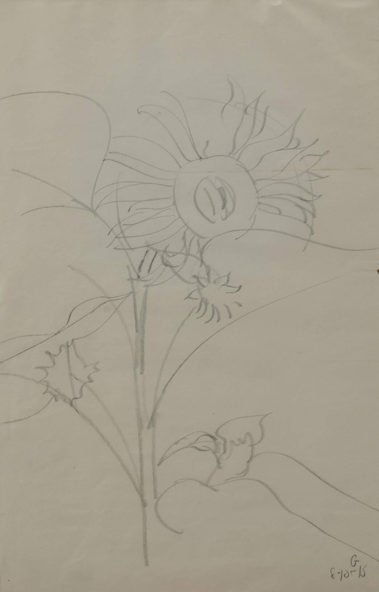 Untitled (Sunflower Sketch)