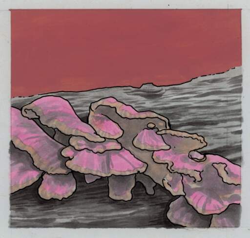 Chicken of the Woods