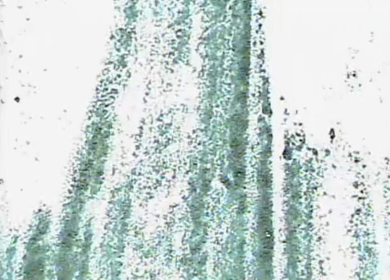 Spore Print Film Series
