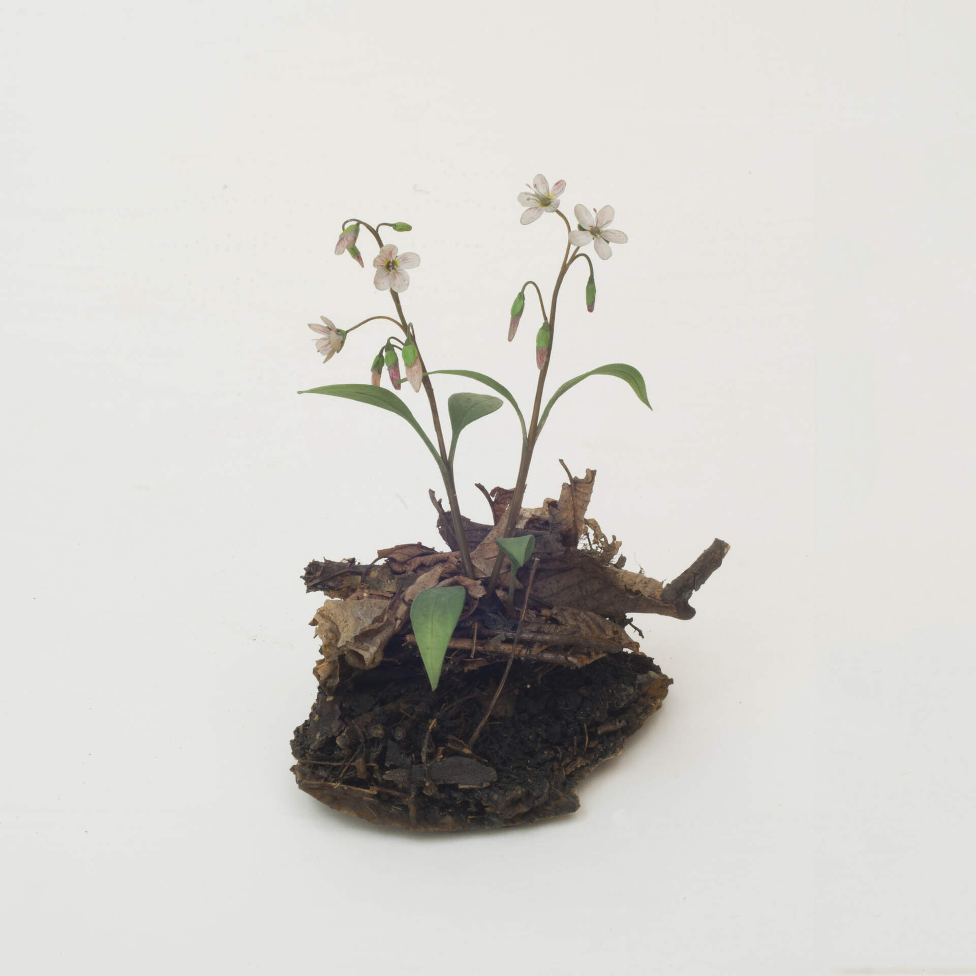 Broad-Leaved Spring Beauty (Claytonia caroliniana)