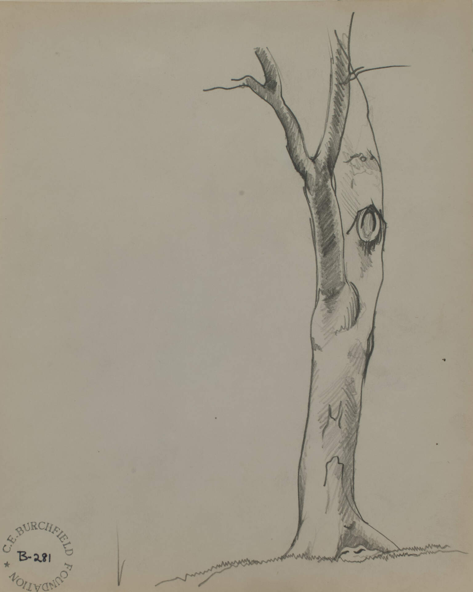 Study of Tree Trunk