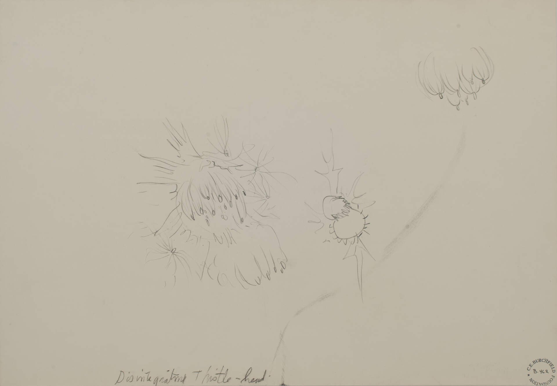 Disintegrating Thistle Head