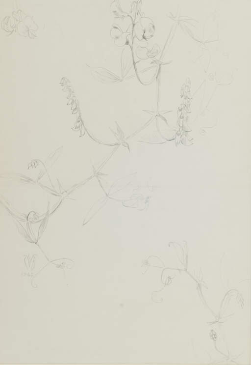 Wild Sweet Peas