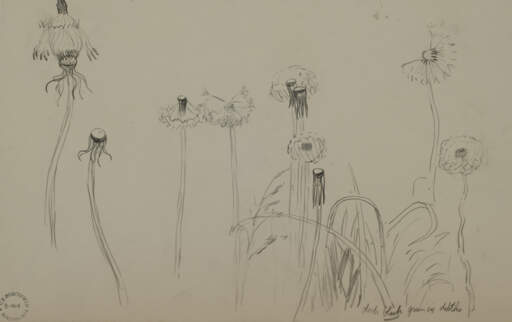 Dandelion Series # H