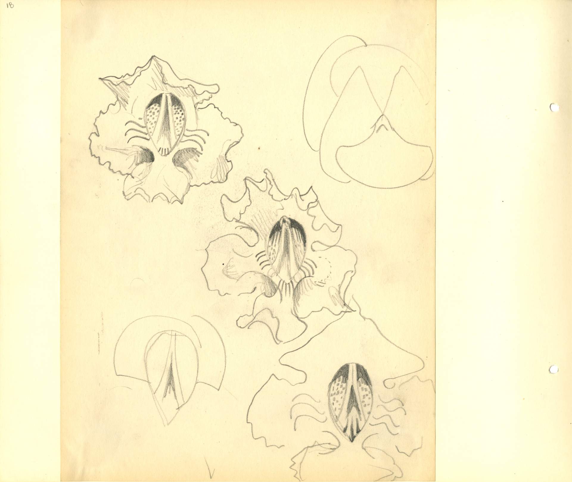 Study of three catalpa flower heads