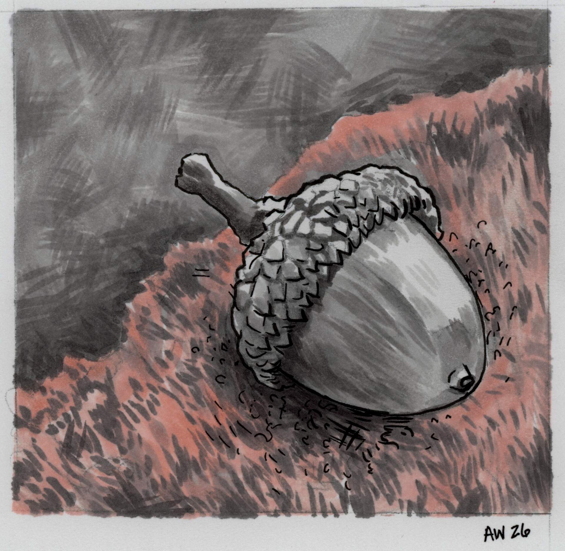 Acorn