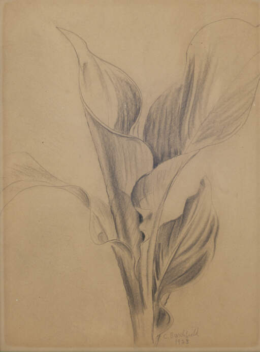 Canna Plant