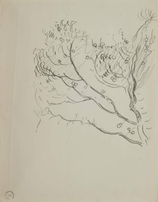 Branch of a Fruit or A Nut Tree
