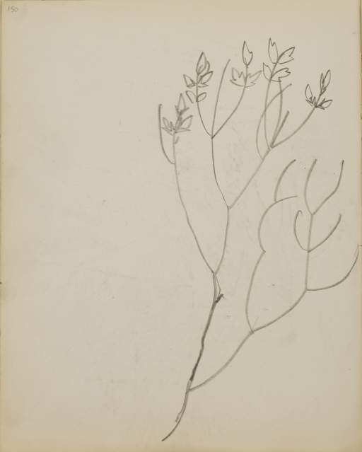 Untitled (sketch of a branch)
