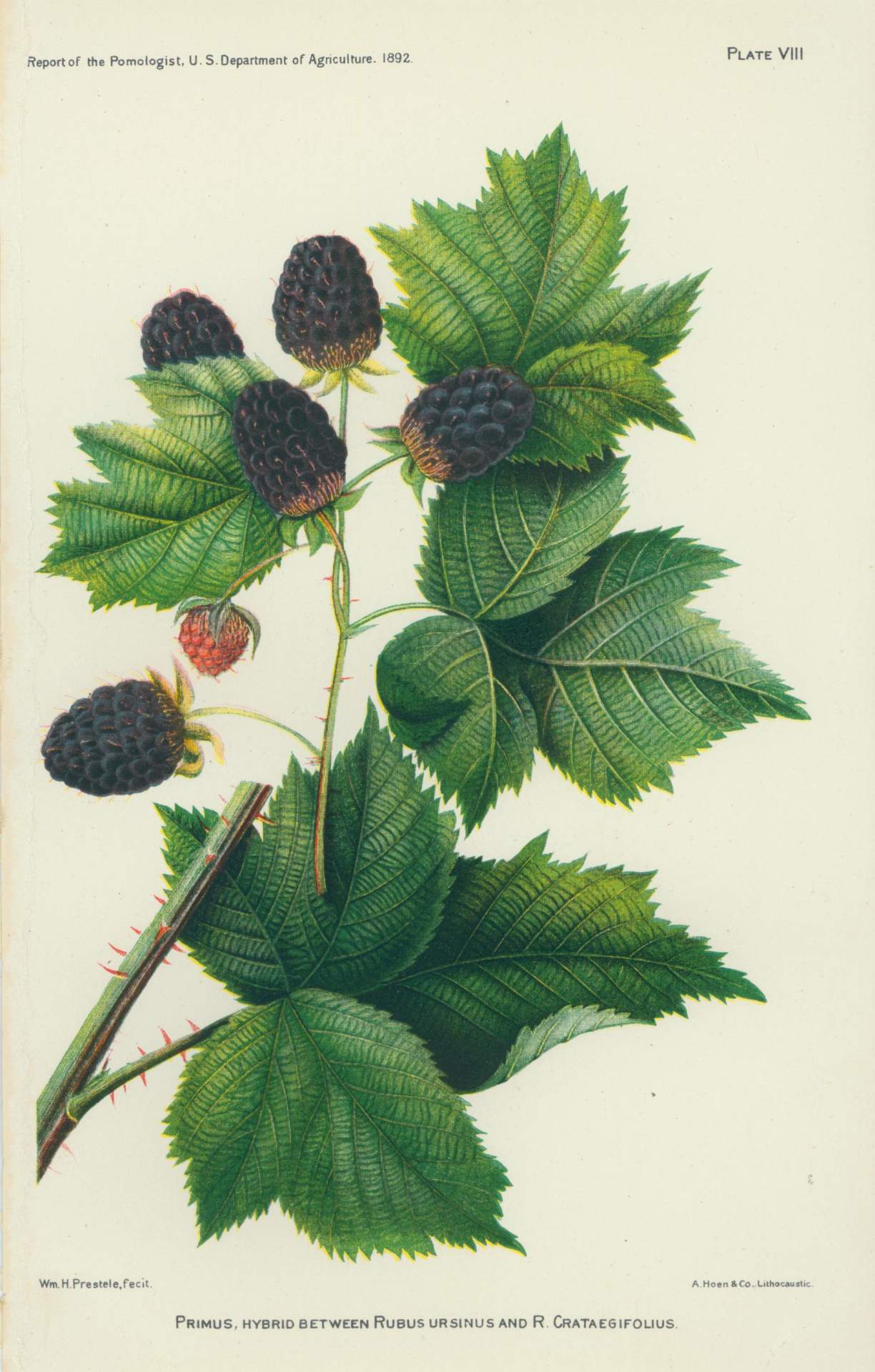 Primus, Hybrid Between Rubus Ursinus And R. Crataegifolius