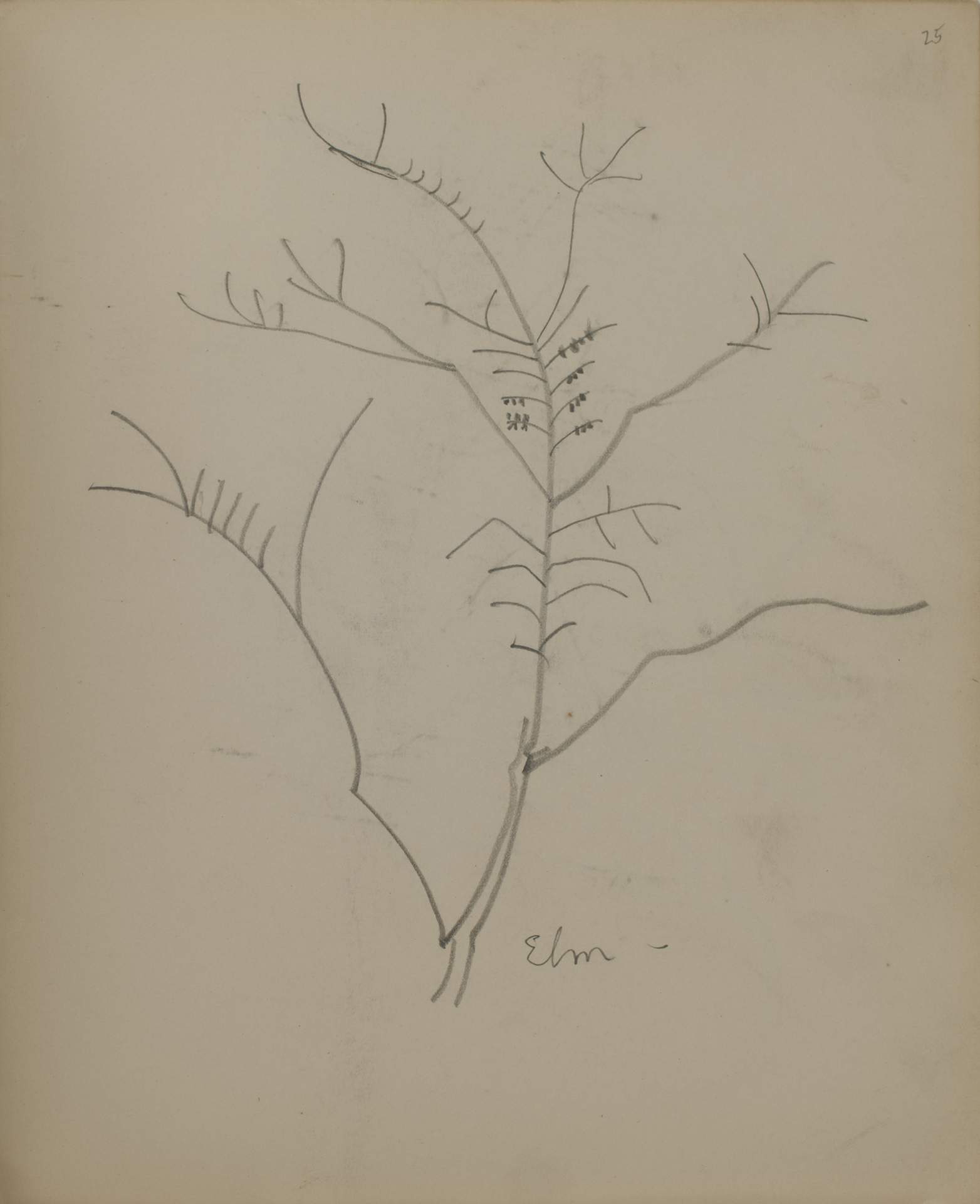 Untitled (sketch of an elm tree)
