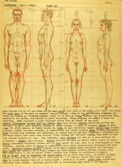The Figure Proportions, Male and Female, Plate III
