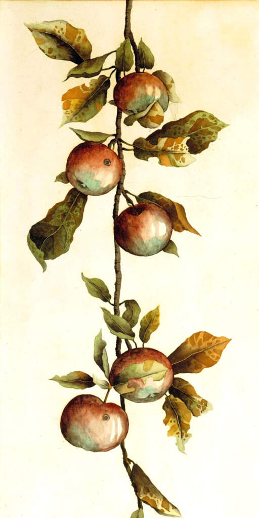 Branch of Apples