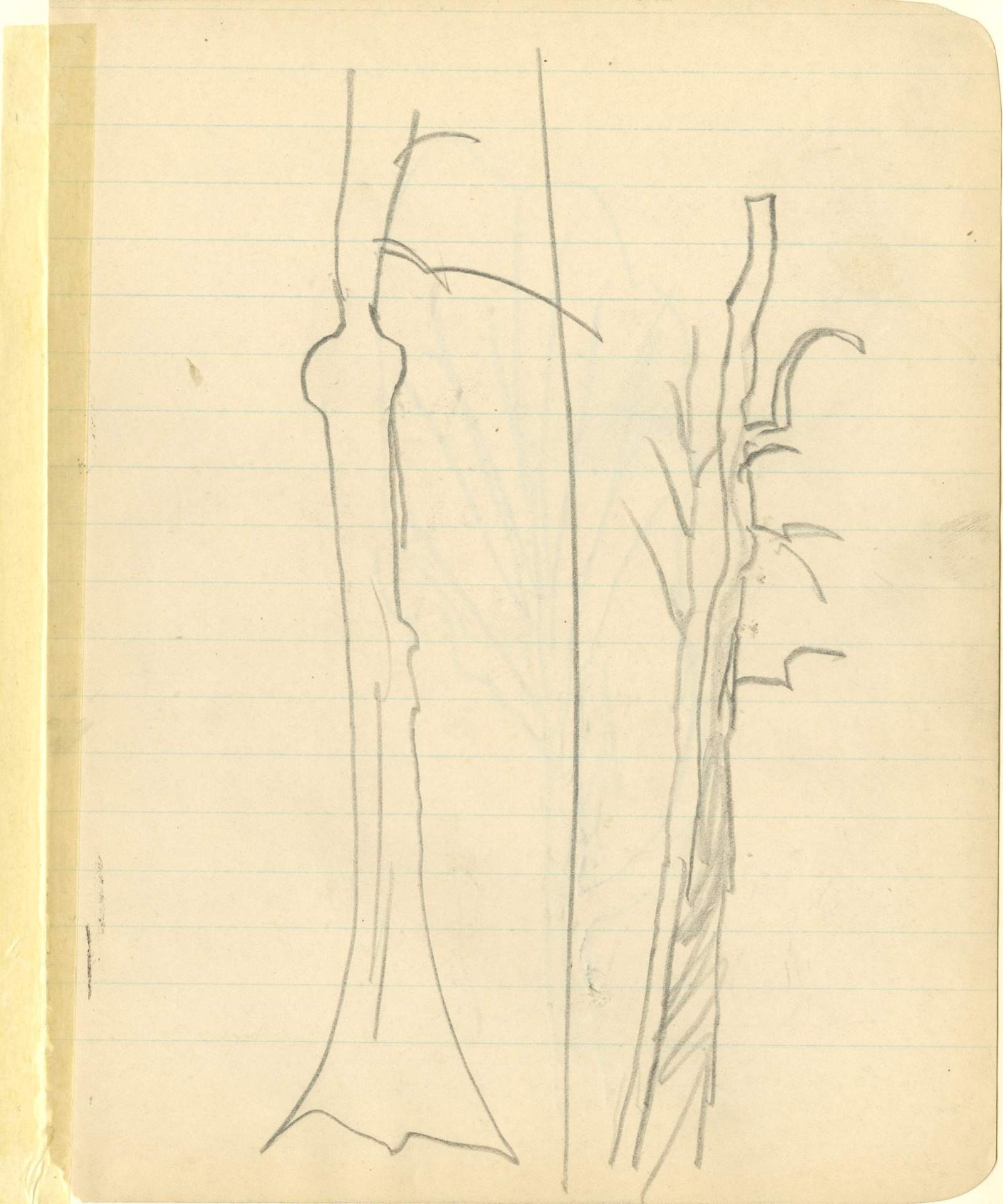 Sketch comparison of two tall trees