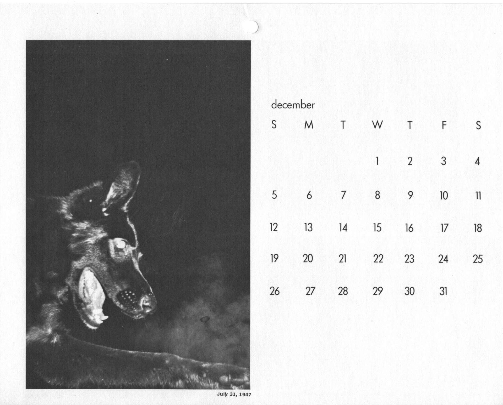 Wild Dog of Heath Street (December)
