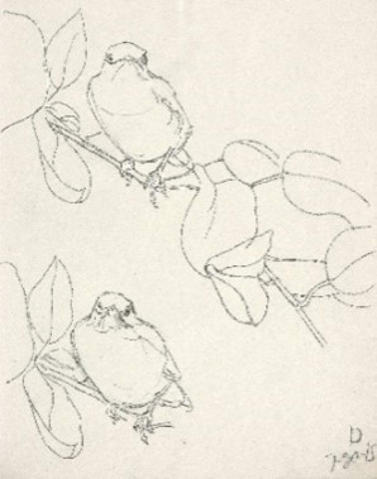 D – Sketches of young Robin