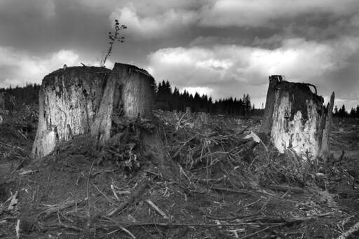 Logging Site, Oregon