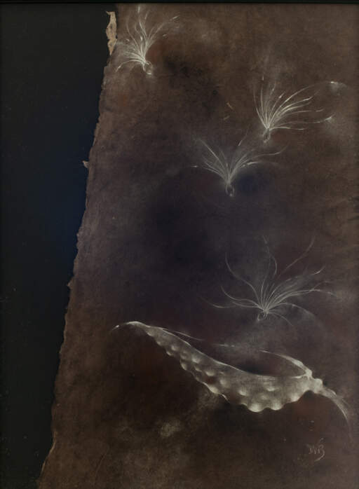Passing Thoughts: Milkweed