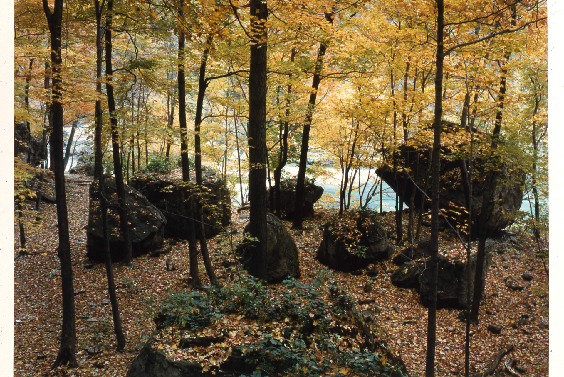 Niagara Glen Boulders