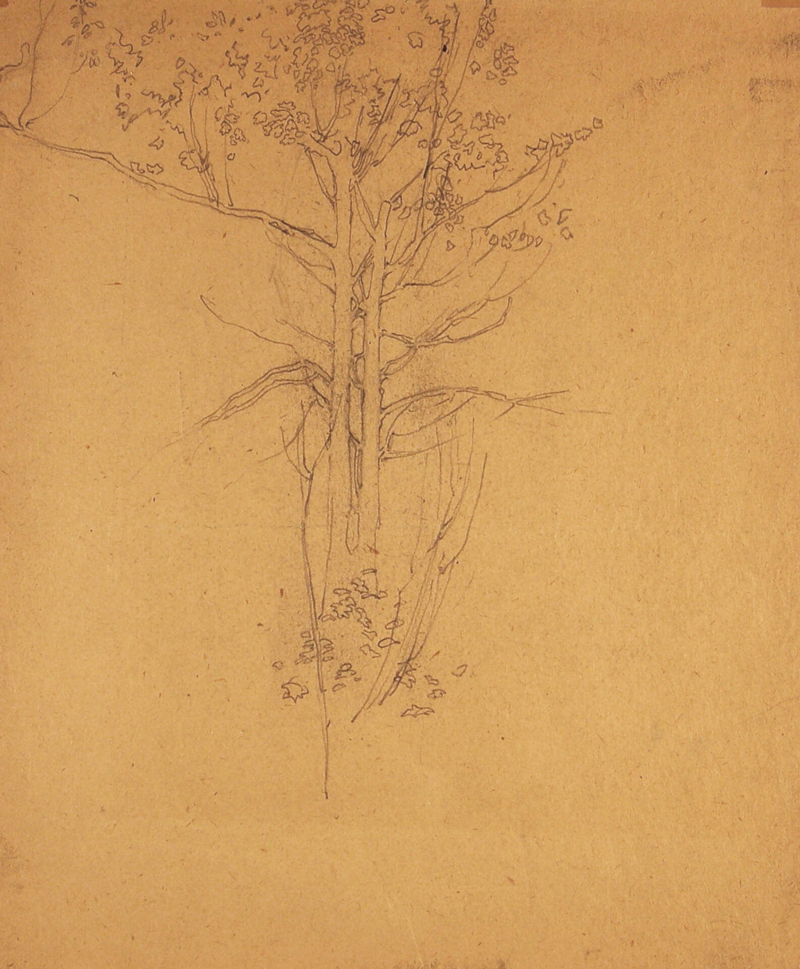 Tree Branches