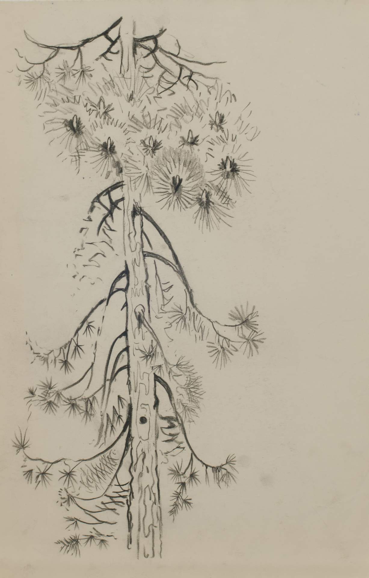 Hemlock, From the folder titled Four Seasons 