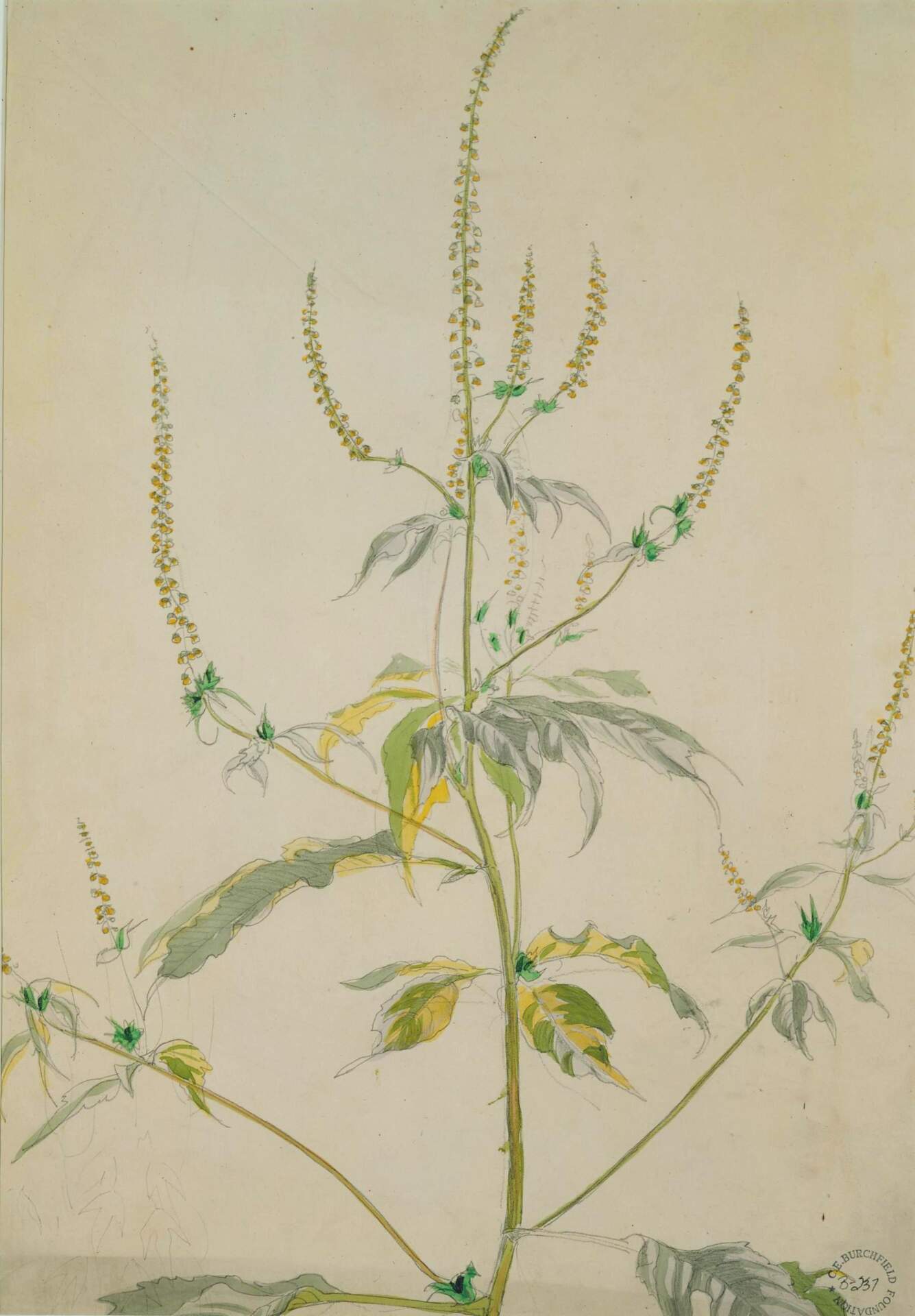 Wild Flower Study