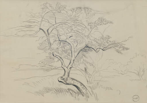 Tree Study