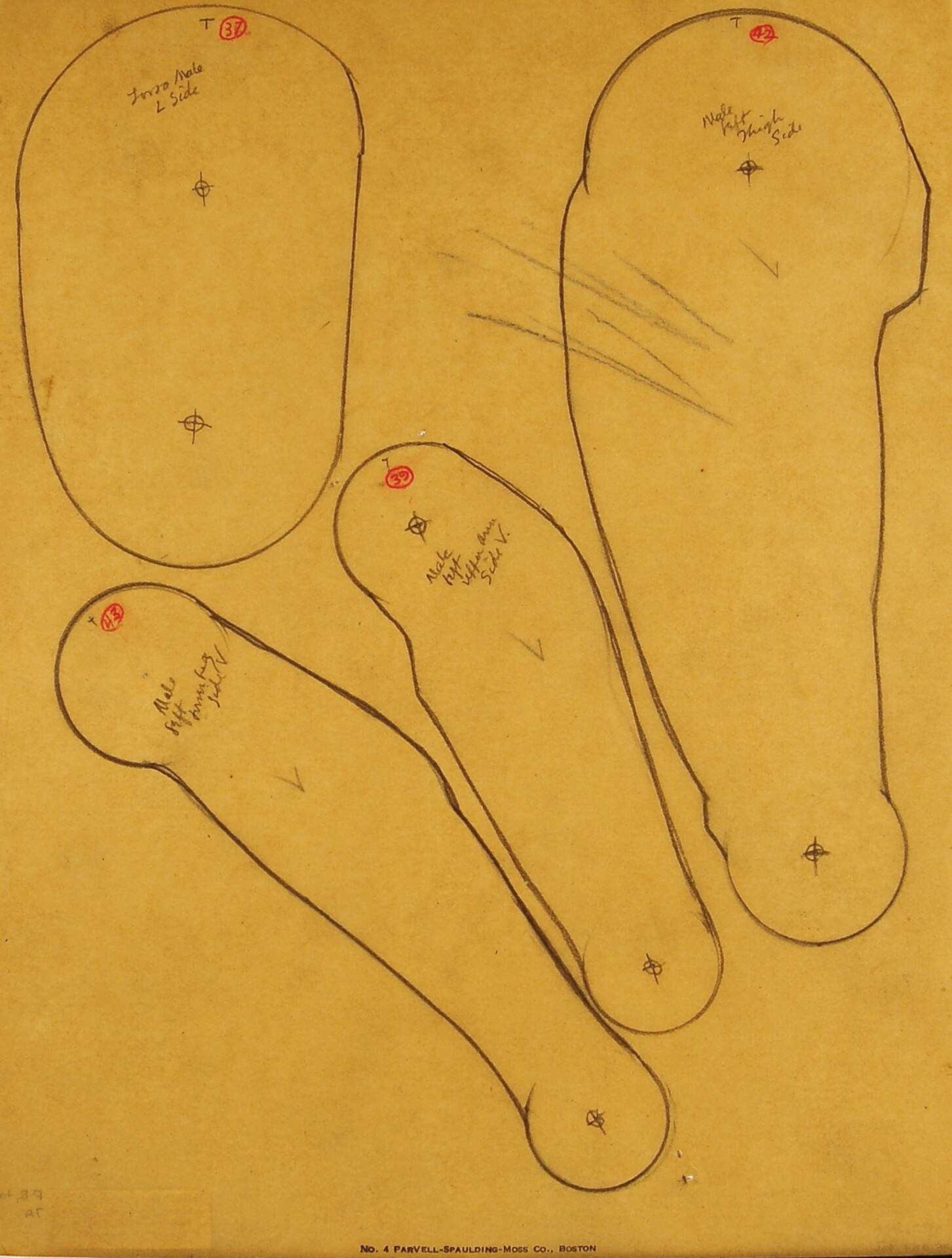 Limbs for Study Aid