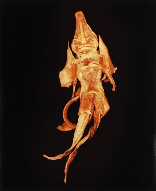 IV. Chimaera (Challorhynchus capensis)