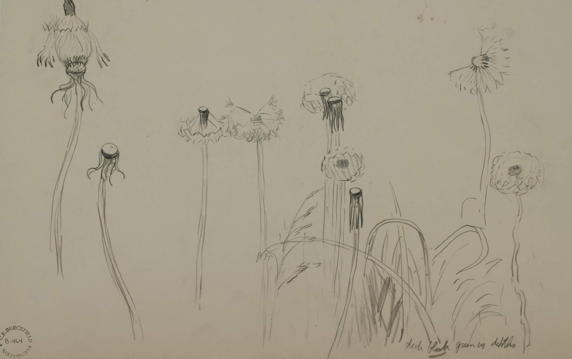 Dandelion Series # H