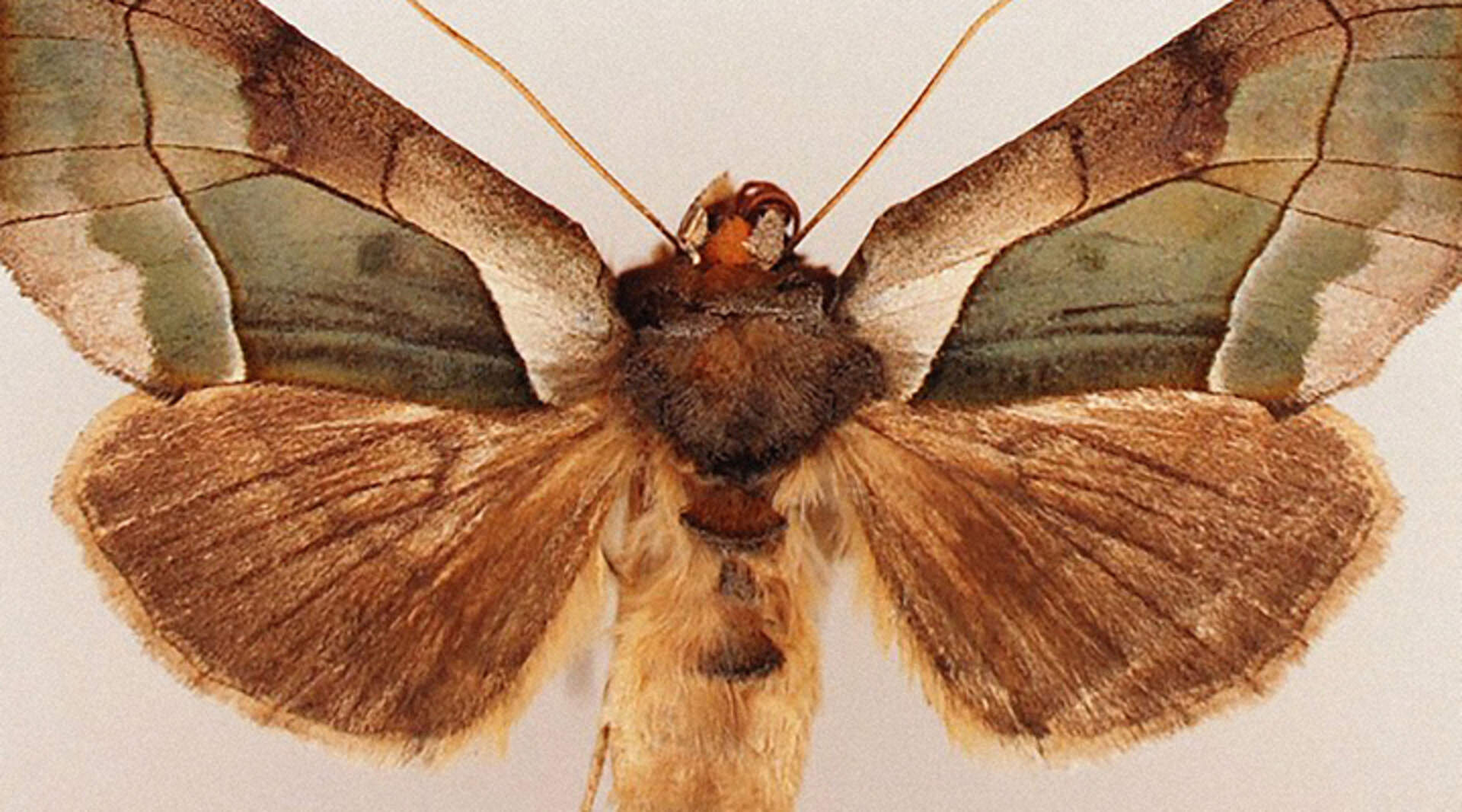 [Joseph Scheer, Moth]