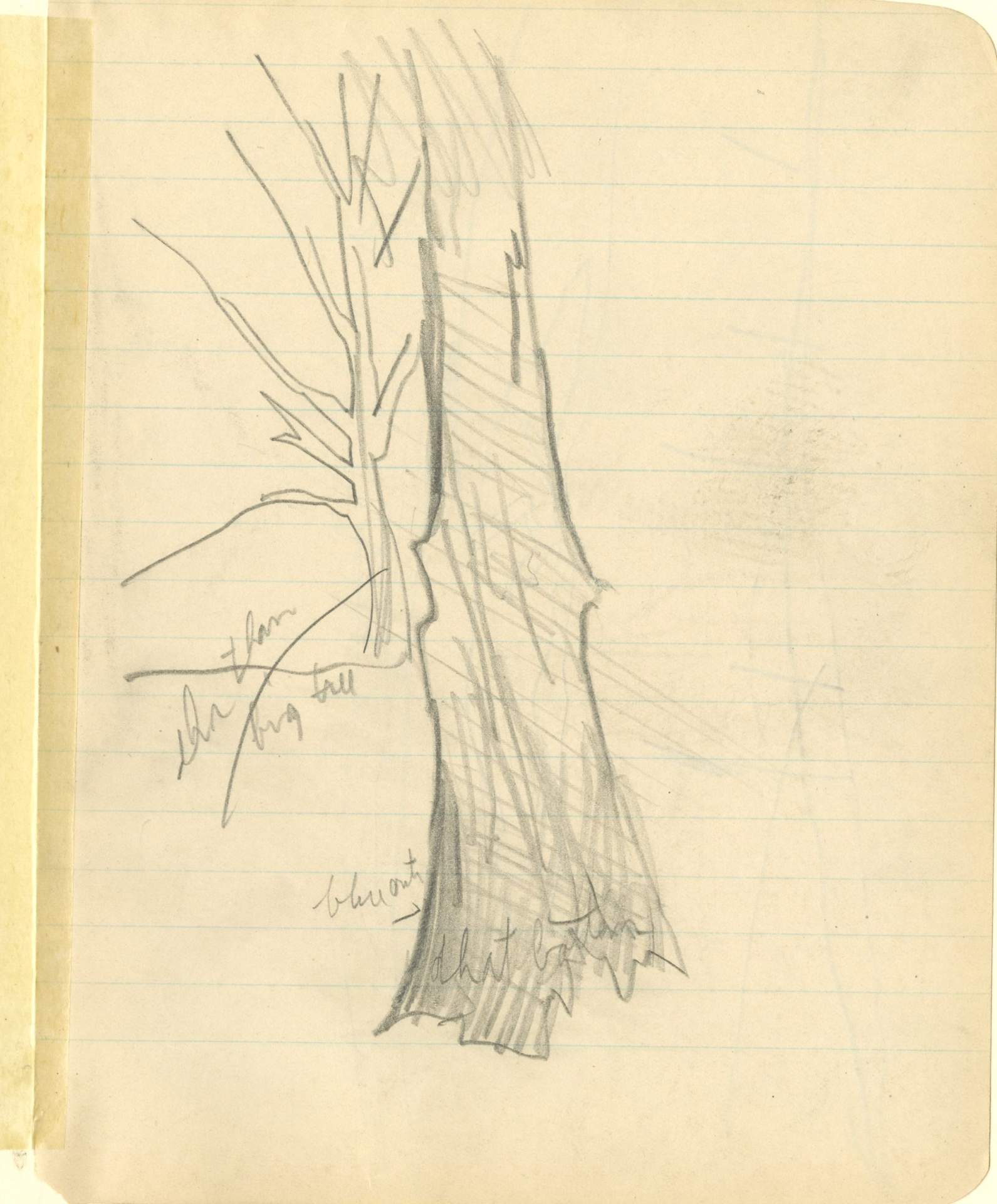 Sketch of tree trunk with smaller tree in background