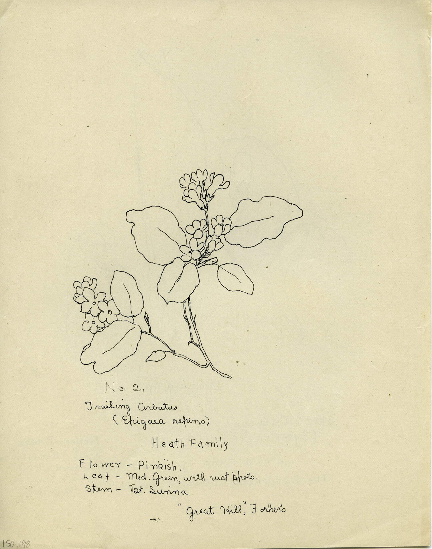 Trailing Arbutus (Epigaea repens)