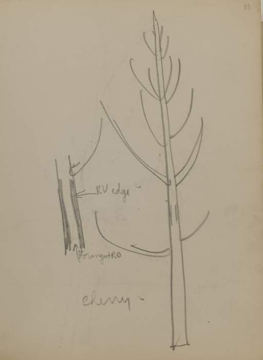Untitled (sketch of tree)