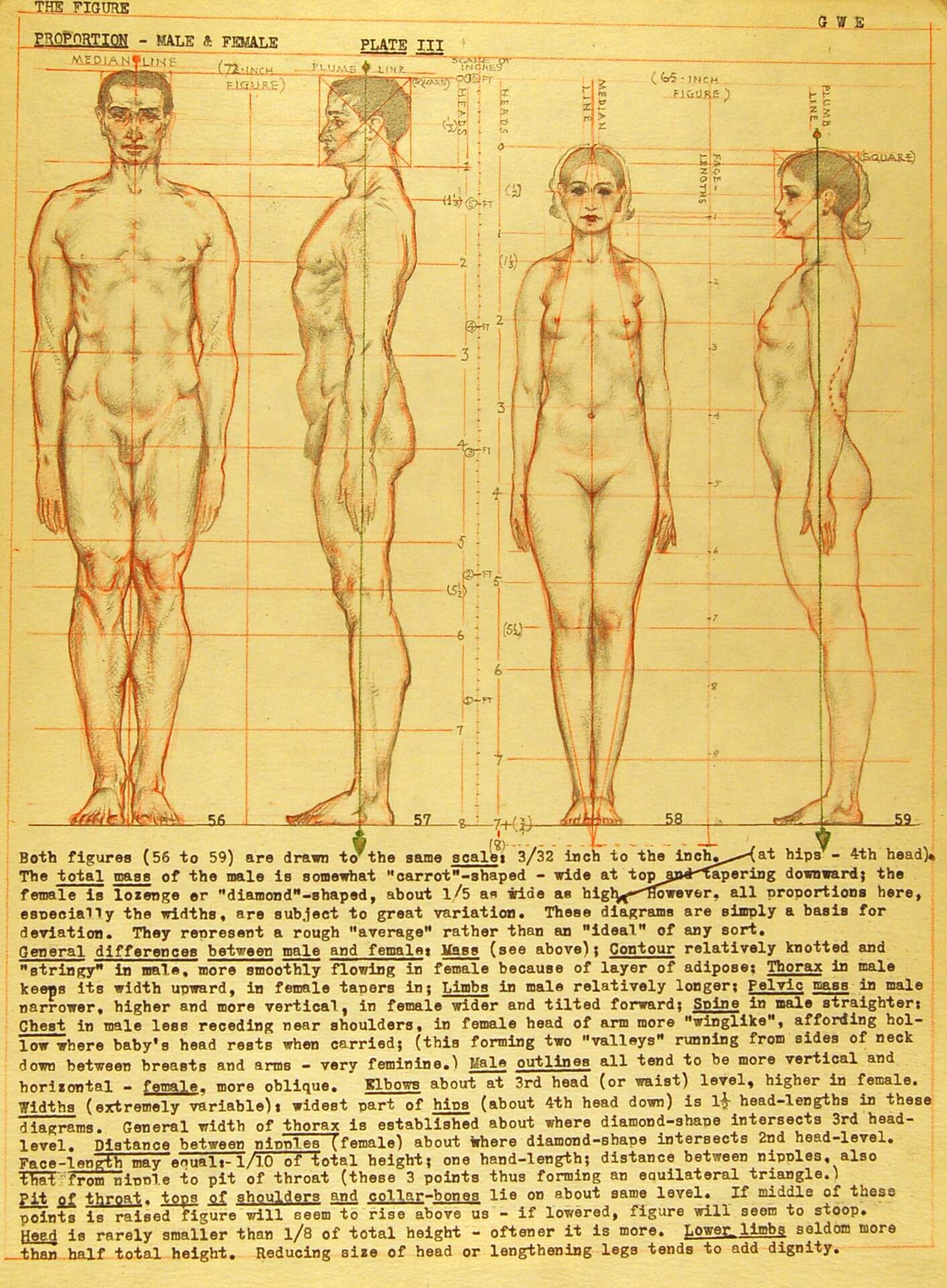The Figure Proportions, Male and Female, Plate III