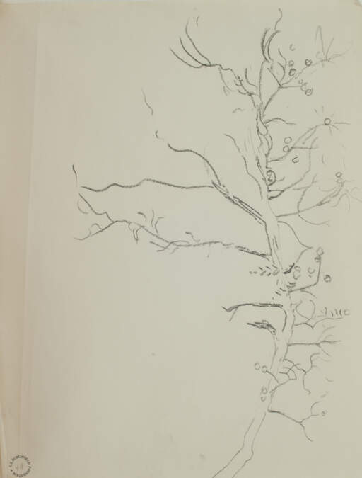 Tree Branch Study, Fruit or Nut