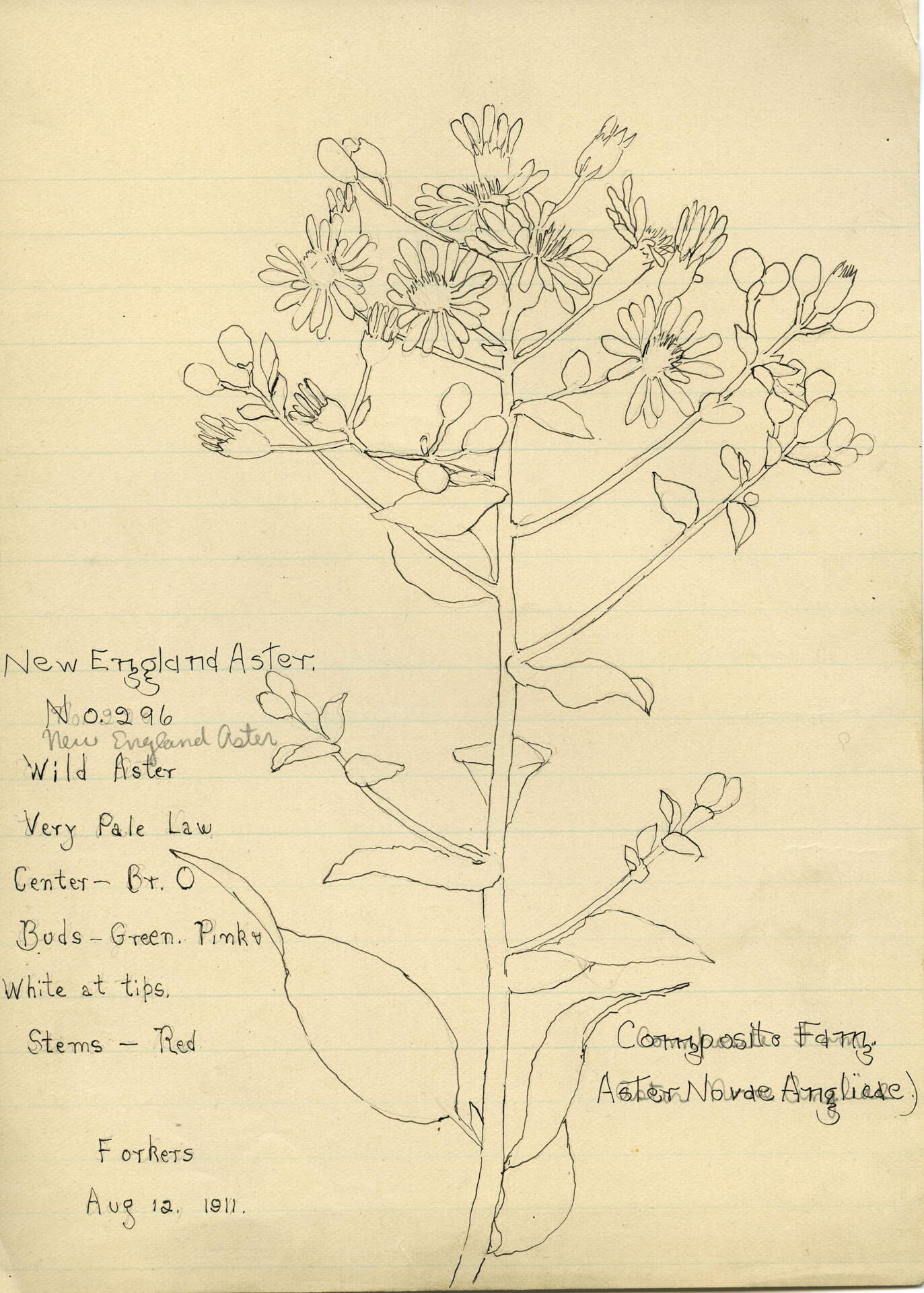 New England Aster (Novae Angliae)