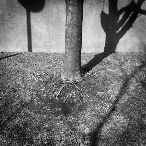 Alterations # 3, Tree Trunk with Shadows, Buffalo, New York