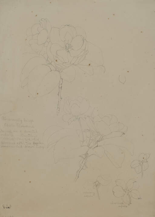 Abnormally Large Apple Blossoms