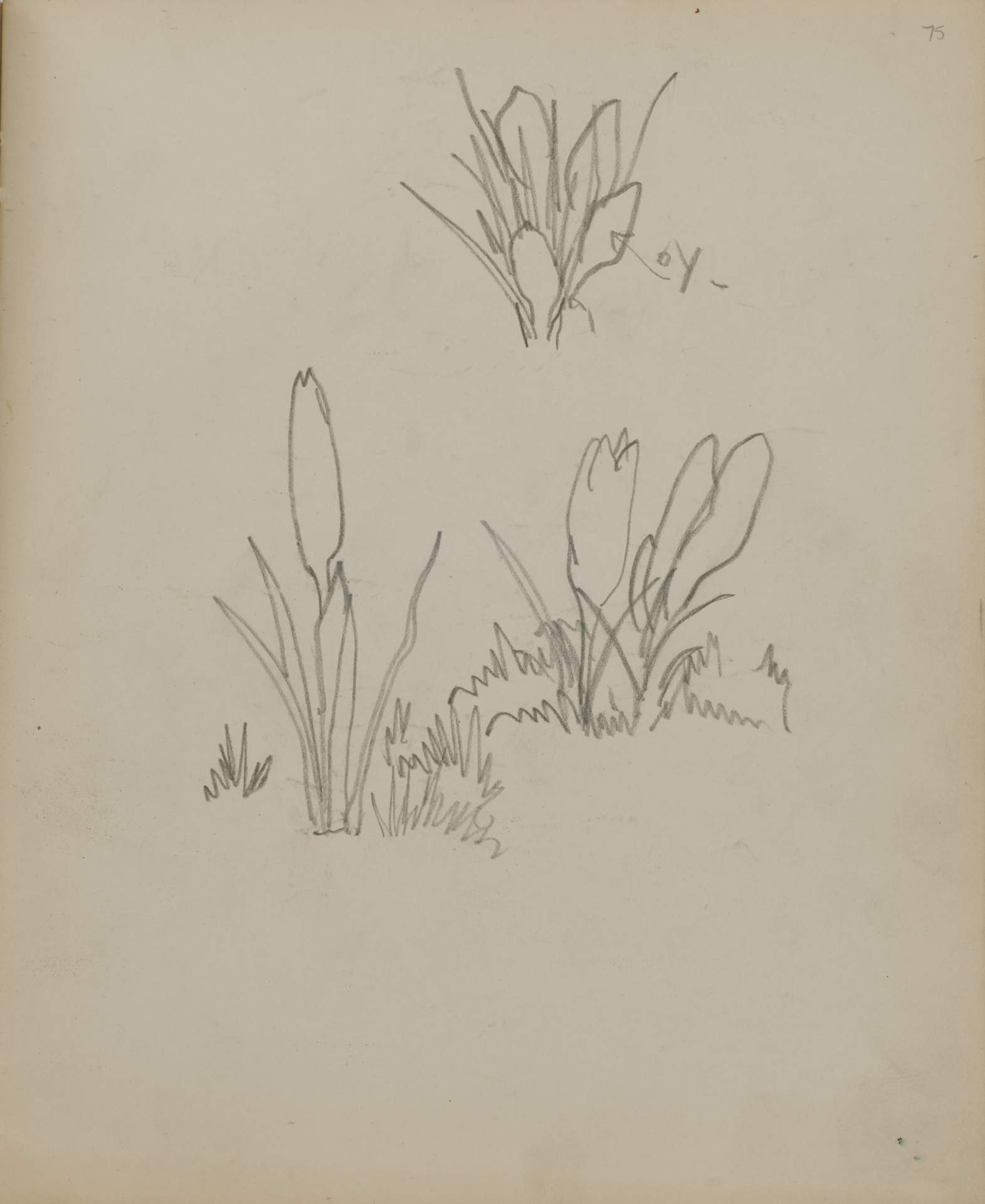 Untitled (sketch of three plants)