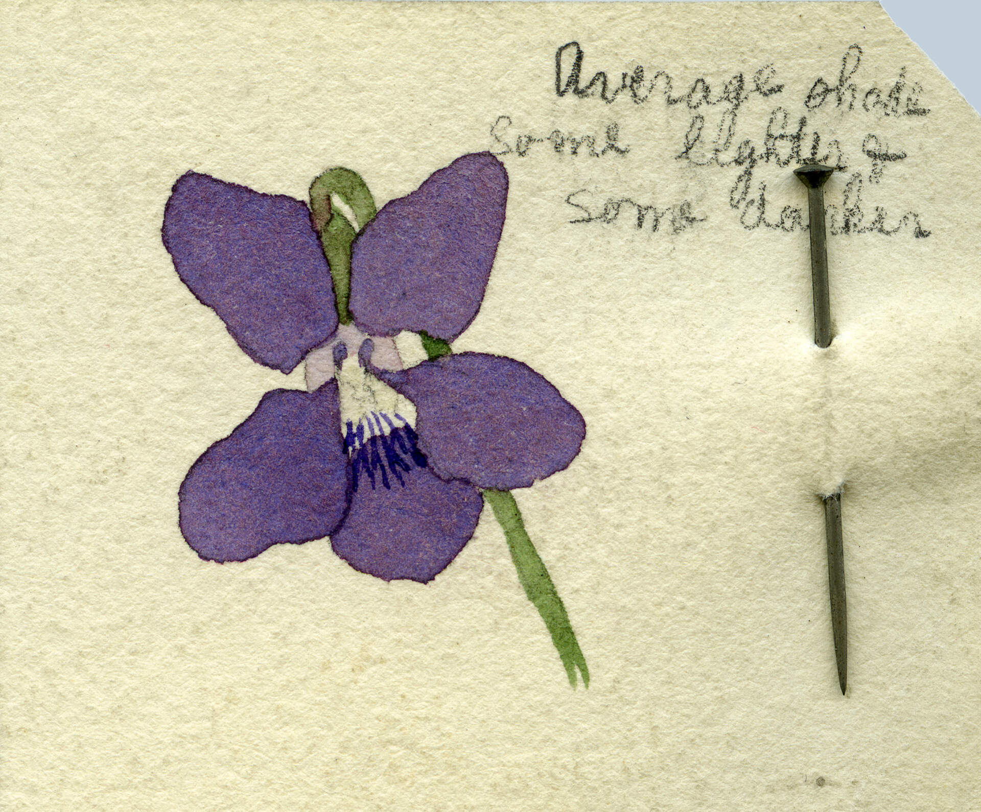 Violet