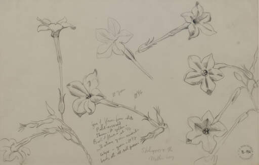 Flower Study No.1